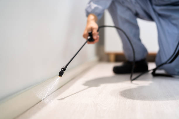 Licensed Wasp Removal service in Fayetteville, AR - Show Me Pest Control